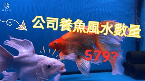 風水魚數量|養對魚數：財運滾滾來